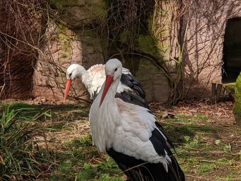 View of birds on field