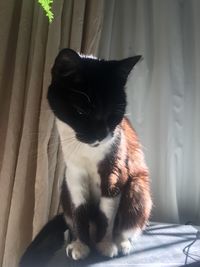 Close-up of cat sitting on bed at home