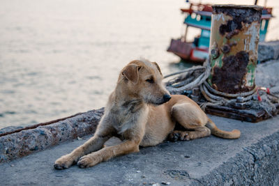 Stray dog resting at harbor with boat in background