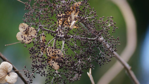 Close-up of wilted plant