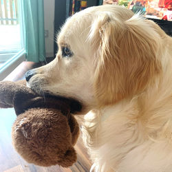 Close-up of dog looking away at home