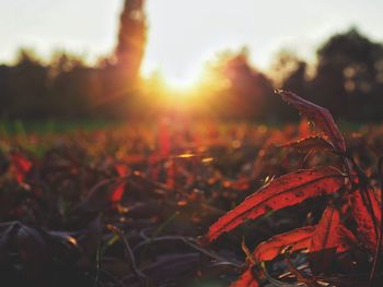 Close-up of maple leaves on field during sunset