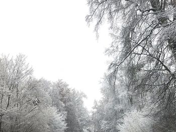 Low angle view of trees against clear sky