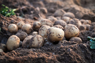 Close-up of stones on field