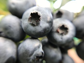 Close-up of fruits