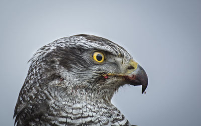 Close-up of a bird against clear sky