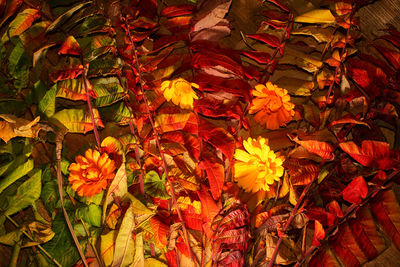 Close-up of yellow maple leaves on plant