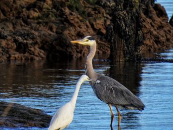 High angle view of gray heron in lake