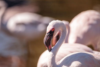 Close-up of swan