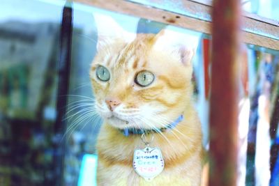 Close-up portrait of cat