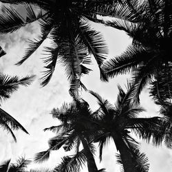 Low angle view of palm trees against sky