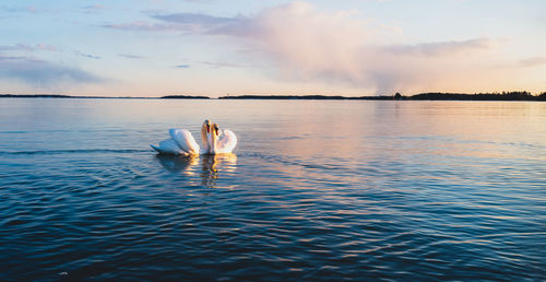 Swans on sea during sunset