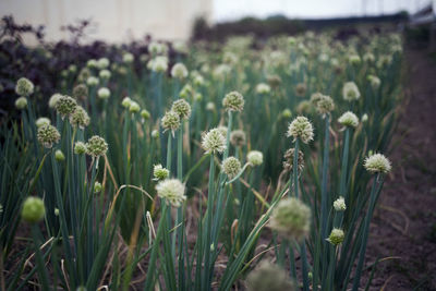 Close-up of plants growing on field