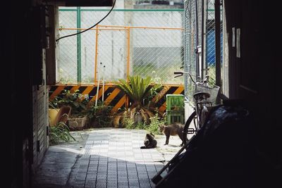 Cats playing in garage