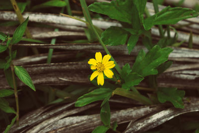 Close-up of yellow flower blooming outdoors