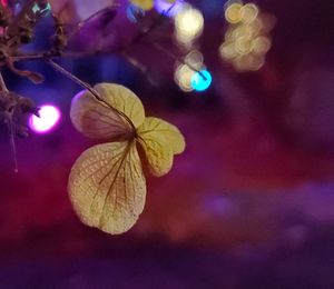 Close-up of yellow flowering plant leaves at night