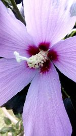 flowering plant