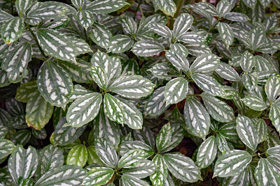 Close-up of plants growing in garden