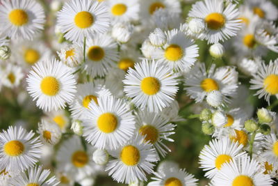 A close-up shot of a chamomile field on a clear sunny day.
