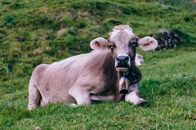 Cow in a field