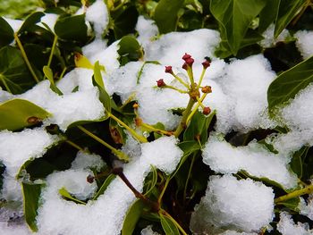 Snow covered trees