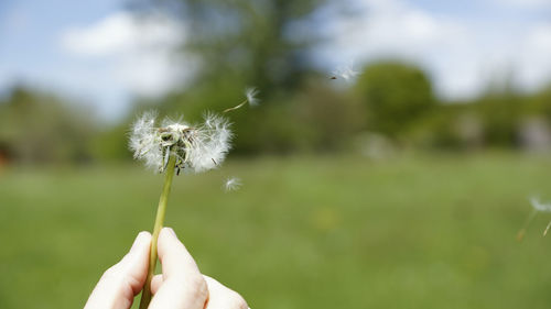 Close-up of hand holding dandelion against blurred background