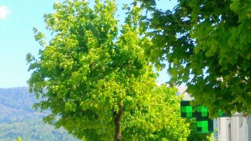 Low angle view of trees against sky