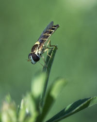 Close-up of insect on leaf