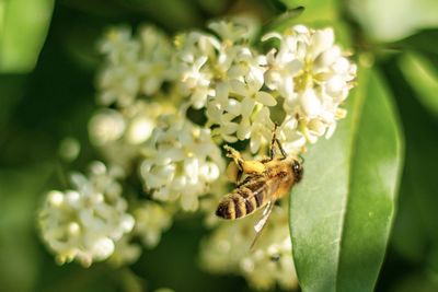 Bee on a flower