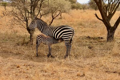 Zebras and trees