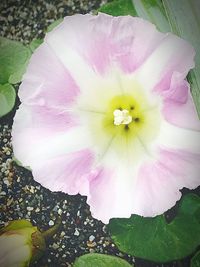 High angle view of pink flower blooming outdoors