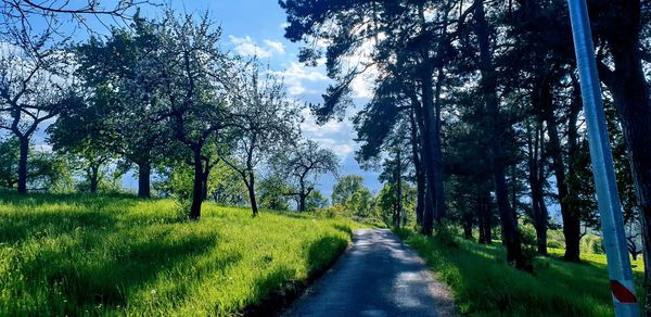 Road amidst trees against sky