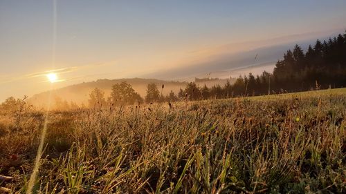 Plants growing on land against sky during sunset