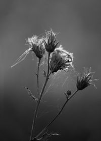 Close-up of spider web on dried flower