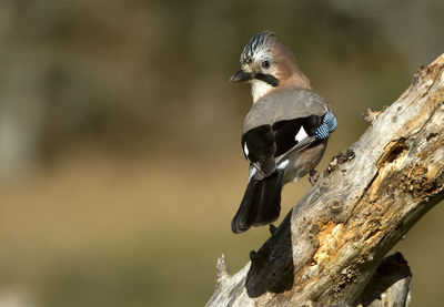 Close-up of bird perching on tree