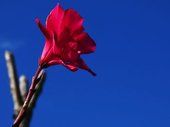 Close-up of red rose against blue sky