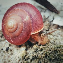 Close-up of snail