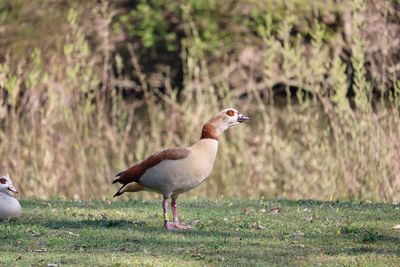 Side view of a bird walking on field