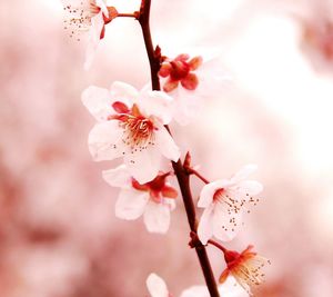 Close-up of pink flowers