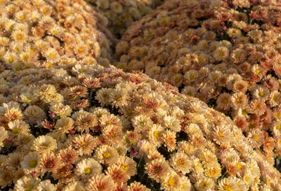 Full frame shot of flowering plants