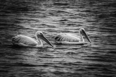 View of pelican swimming in lake