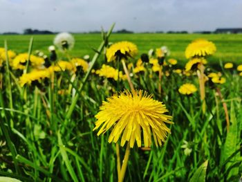 Close-up of fresh yellow flowers blooming in field against sky