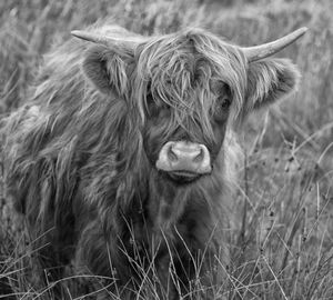 Cow in a field