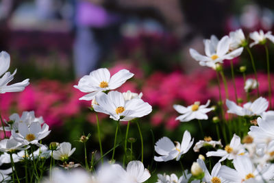 White cosmos flower blooming in the field, beautiful cosmos flowers in garden at suanluang rama 9.