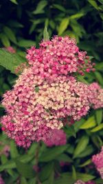 Close-up of pink flowers