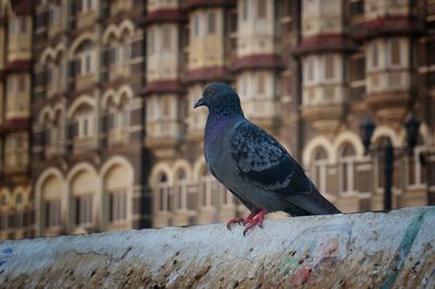 Low angle view of pigeon perching on wall