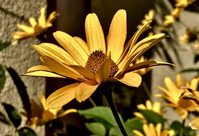 Close-up of yellow flowering plant