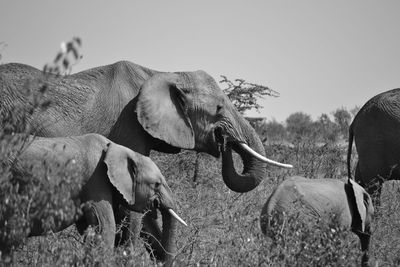 Close-up of elephant on field against sky