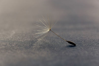 Close-up of feather on dandelion