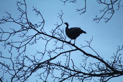 Low angle view of bird perching on branch against sky